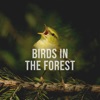 Alpine Sounds - Birds in the Forest, Pt. 1