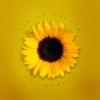 Sin Tu Gracia - Single