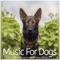 Careless Whisper - Dog Music Dreams, Dog Music & Dog Music Therapy lyrics