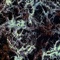 Asteria - Graham O.D. lyrics