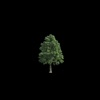 Forest - Single
