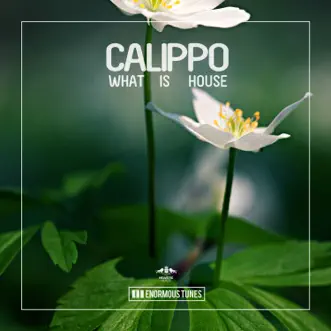 What Is House by Calippo song reviws