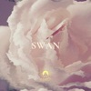 Swan - Single