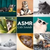 ASMR Cats Sounds: Purring, Hissing, Meowing, Eating