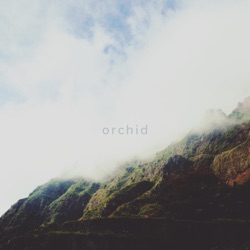 Pato - Orchid