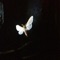 Albatross - Moths lyrics