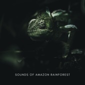 Sounds of Amazon Rainforest - EP artwork