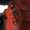 Been Down - YoungTonez lyrics