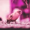 Dirty Bird (feat. Mandelaa) - Stevie Suave lyrics