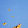 Butterflies - Single