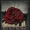 Pain from the Rose