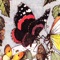Black Butterfly - Weedthief lyrics
