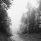 Evergreen - Stewart Arp lyrics