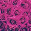 Quarantine Valentine