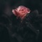 Casanova - Anemo lyrics