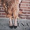 Dna - Shae Brock lyrics