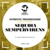 Sequoia Sempervirens - Single