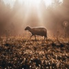 Parable One: Lost Sheep - EP, 2021