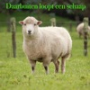 Daar Buiten Loopt Een Schaap