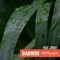 Darwin (feat. Jfkeh) - Andrew Simpson lyrics