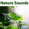 Rain Sounds - Sounds of Nature