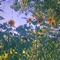 Sunflower - Thezi$ lyrics