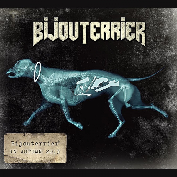 bijouterrier in autumn