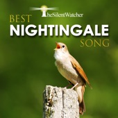 Best Nightingale Song - Pt. 1 (5 Minutes) [Nightingale Singing Near a Small River / Nature Sounds for Sleep & Relaxation] artwork