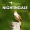 Best Nightingale Song - Pt. 1 (5 Minutes) [Nightingale Singing Near a Small River / Nature Sounds for Sleep & Relaxation] artwork