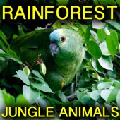 Rainforest Jungle Animals artwork