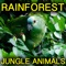 Monkeys, Birds and Jungle Rain (feat. The Nature Society) artwork