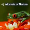Benoit EE Choon Cimbe - The Astonishment of Nature