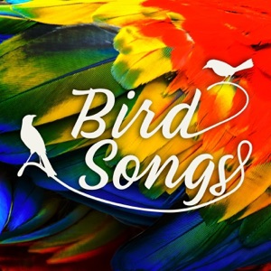 Bird Songs