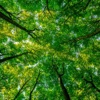 Lindacast - Csa 1