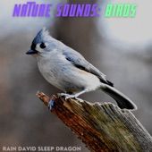 Rain David Sleep Dragon - Blackthroated Blue Warbler