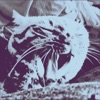 Ruined Church - EP