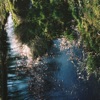 Feather - Single