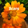 Scars - Single
