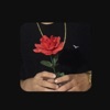 Darwin rosa - Single