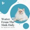 Lost Catboys - Pet Music by Lullify & Relaxing Music For Cats lyrics