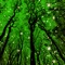 Звуки природы (сосновый лес) artwork