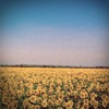 Sunflower Fields - Single