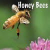 Honey Bees - Single