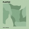 Plantae - EP