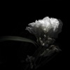 Cory Chisel - Spend It All