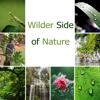 Wilder Side of Nature: Calming Grasshopper Sounds, Soft Bird, Rain and Waterfalls, Native Flute for Sleeping, Meditation & Concentration - Close to Nature Music Ensemble