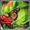 La Mariposa - Eamonn Watt lyrics