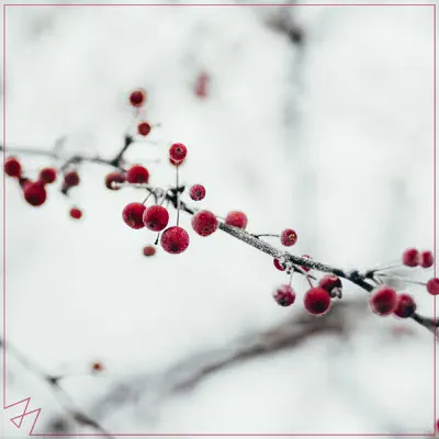 All I Want for Christmas Is You - Single - Madilyn Bailey