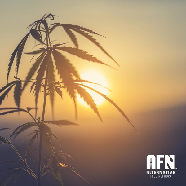The Health Effects of Cannabis