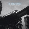 The Wallflowers: Collected 1996-2005, 2009